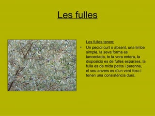 Les fulles Les fulles tenen: Un pecíol curt o absent, una limbe simple, la seva forma es lanceolada, te la vora entera, la disposició es de fulles esparses, la fulla es de mida petita i perenne, el seu anvers es d’un verd fosc i tenen una consistència dura. 