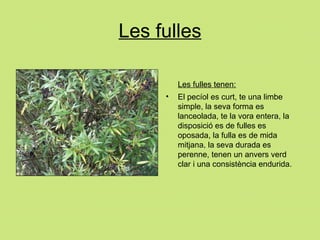 Les fulles Les fulles tenen: El pecíol es curt, te una limbe simple, la seva forma es lanceolada, te la vora entera, la disposició es de fulles es oposada, la fulla es de mida mitjana, la seva durada es  perenne, tenen un anvers verd clar i una consistència endurida. 