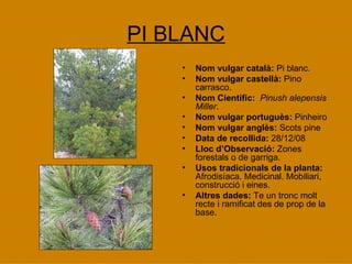 PI BLANC Nom vulgar català:  Pi blanc. Nom vulgar castellà:  Pino carrasco.  Nom Científic:  Pinush alepensis Miller . Nom vulgar portuguès:  Pinheiro Nom vulgar anglès:  Scots pine Data de recollida:  28/12/08 Lloc d’Observació:  Zones forestals o de garriga. Usos tradicionals de la planta:  Afrodisíaca. Medicinal. Mobiliari, construcció i eines.  Altres dades:  Te un tronc molt recte i ramificat des de prop de la base. 