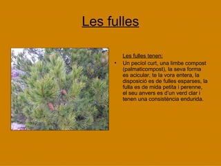 Les fulles Les fulles tenen: Un pecíol curt, una limbe compost (palmaticompost), la seva forma es acicular, te la vora entera, la disposició es de fulles esparses, la fulla es de mida petita i perenne, el seu anvers es d’un verd clar i tenen una consistència endurida. 