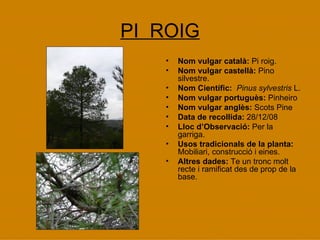 PI  ROIG Nom vulgar català:  Pi roig. Nom vulgar castellà:  Pino silvestre.  Nom Científic:  Pinus sylvestris  L. Nom vulgar portuguès:  Pinheiro Nom vulgar anglès:  Scots Pine Data de recollida:  28/12/08 Lloc d’Observació:  Per la garriga. Usos tradicionals de la planta:  Mobiliari, construcció i eines. Altres dades:  Te un tronc molt recte i ramificat des de prop de la base. 