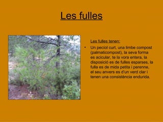 Les fulles Les fulles tenen: Un pecíol curt, una limbe compost (palmaticompost), la seva forma es acicular, te la vora entera, la disposició es de fulles esparses, la fulla es de mida petita i perenne, el seu anvers es d’un verd clar i tenen una consistència endurida. 