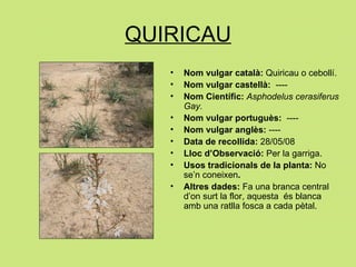 QUIRICAU Nom vulgar català:  Quiricau o cebollí. Nom vulgar castellà:   ---- Nom Científic:   Asphodelus cerasiferus Gay. Nom vulgar portuguès:  ----   Nom vulgar anglès:  ---- Data de recollida:  28/05/08 Lloc d’Observació:  Per la garriga. Usos tradicionals de la planta:  No se’n coneixen . Altres dades:  Fa una branca central d’on surt la flor, aquesta  és blanca amb una ratlla fosca a cada pètal. 