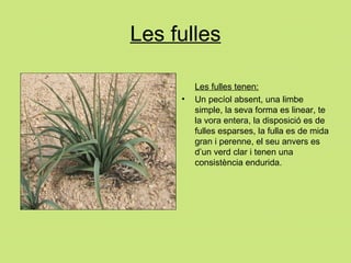 Les fulles Les fulles tenen: Un pecíol absent, una limbe simple, la seva forma es linear, te la vora entera, la disposició es de fulles esparses, la fulla es de mida gran i perenne, el seu anvers es d’un verd clar i tenen una consistència endurida. 