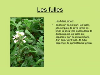 Les fulles Les fulles tenen: Tenen un pecíol curt, les fulles són simples, la seva forma es linial, la seva vora es lobulada, la disposició de les fulles es esparses, son de mida mitjana, d’un color verd fosc, de fulla perenne i de consistència tendra. 