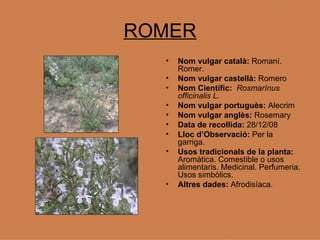 ROMER Nom vulgar català:  Romaní. Romer. Nom vulgar castellà:  Romero Nom Científic:  Rosmarínus officinalis L.   Nom vulgar portuguès:  Alecrim Nom vulgar anglès:  Rosemary Data de recollida:  28/12/08 Lloc d’Observació:  Per la garriga. Usos tradicionals de la planta:  Aromàtica. Comestible o usos alimentaris. Medicinal. Perfumeria. Usos simbòlics. Altres dades:  Afrodisíaca. 