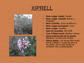 XIPRELL Nom vulgar català:  Xiprell. Nom vulgar castellà:  Brezo o bruguera. Nom Científic:   Erica multiflora L . Nom vulgar portuguès:  Urce   Nom vulgar:  Heather Data de recollida:  28/12/08 Lloc d’Observació:  Brolles i pinars. Usos tradicionals de la planta:  Mobiliari i construcció d’eines. Altres dades:  Les seves flors tenen forma d’olletes, i quant les tires al foc peten, per el que també es coneixen com a petacaçoles.  
