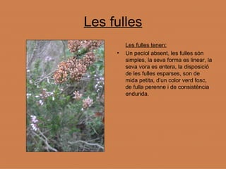 Les fulles Les fulles tenen: Un pecíol absent, les fulles són simples, la seva forma es linear, la seva vora es entera, la disposició de les fulles esparses, son de mida petita, d’un color verd fosc, de fulla perenne i de consistència endurida. 