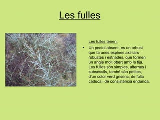Les fulles Les fulles tenen: Un pecíol absent, es un arbust que fa unes espines axil·lars robustes i estriades, que formen un angle molt obert amb la tija. Les fulles són simples, alternes i subsèssils, també són petites, d’un color verd grisenc, de fulla caduca i de consistència endurida. 