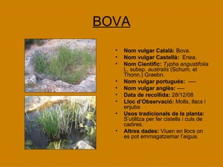 BOVA Nom vulgar Català:  Bova. Nom vulgar Castellà:   Enea. Nom Científic:  Typha angustifolia  L. subsp.  australis  (Schum. et Thonn.) Graebn. Nom vulgar portugués:  ----   Nom vulgar anglès:  ---- Data de recollida:  28/12/08 Lloc d’Observació:  Molls, llacs i enjubs Usos tradicionals de la planta:  S’utilitza per fer cistells i culs de cadires. Altres dades:  Viuen en llocs on es pot emmagatzemar l’aigua. 