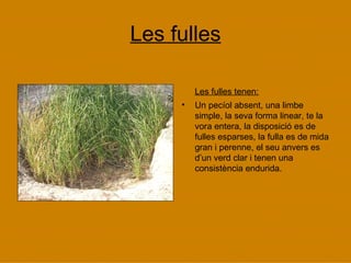 Les fulles Les fulles tenen: Un pecíol absent, una limbe simple, la seva forma linear, te la vora entera, la disposició es de fulles esparses, la fulla es de mida gran i perenne, el seu anvers es d’un verd clar i tenen una consistència endurida. 