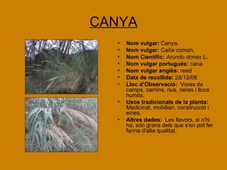 CANYA Nom vulgar:  Canya. Nom vulgar:  Caña común. Nom Científic:   Arundo donax L . Nom vulgar portugués:  cana  Nom vulgar anglès:  reed Data de recollida:  28/12/08 Lloc d’Observació:  Vores de camps, camins, rius, rieres i llocs humits. Usos tradicionals de la planta:  Medicinal, mobiliari, construcció i eines. Altres dades:  Les llavors, si n'hi ha, són grans dels que s'en pot fer farina d'alta qualitat. 