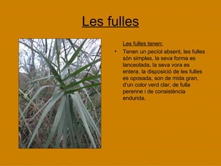 Les fulles Les fulles tenen: Tenen un pecíol absent, les fulles són simples, la seva forma es lanceolada, la seva vora es entera, la disposició de les fulles es oposada, son de mida gran, d’un color verd clar, de fulla perenne i de consistència endurida. 