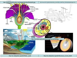 http://www.prairiefrontier.com/pages/families/flwrparts.jpg http://www.amnh.org/learn/biodiversity_counts/ident_help/Parts_Arthropods/grasshopper.htm http://en.wikipedia.org/wiki/Water_cycle http://en.wikipedia.org/wiki/Structure_of_the_Earth http://members.aol.com/dcaronejr/ezmed/cell.jpg 