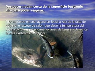 Dos peces nadan cerca de la superficie buscando aire para poder respirar. Ellos murieron en una laguna en Brasil a raiz de la falta de oxígeno, el exceso de calor, que elevó la temperatura del agua a 37°C, y a un enorme volumen de basura y desechos fecales existentes en el lugar. 