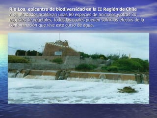 Río Loa, epicentro de biodiversidad en la II Región de Chile A su alrededor proliferan unas 80 especies de animales y otras 30 especies de vegetales, todos las cuales pueden sufrir los efectos de la contaminación que vive este curso de agua. 