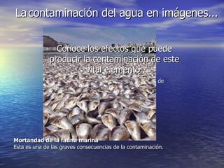 Conoce los efectos que puede producir la contaminación de este vital elemento. La   contaminación del agua en imágenes... Mortandad de la fauna marina  Esta es una de las graves consecuencias de la contaminación.   