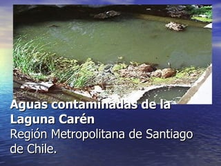Aguas contaminadas de la Laguna Carén Región Metropolitana de Santiago de Chile. 