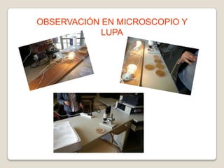 OBSERVACIÓN EN MICROSCOPIO Y
LUPA

 