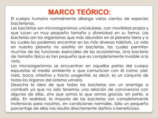 MARCO TEÓRICO:
El cuerpo humano normalmente alberga varios cientos de especies
bacterianas.
Las bacterias son microorganismos unicelulares, con movilidad propia y
que lucen un muy pequeño tamaño y diversidad en su forma. Las
bacterias son los organismos que más abundan en el planeta tierra y a
los cuales los podemos encontrar en los más diversos hábitats. La vida
en nuestro planeta no existiría sin bacterias, las cuales permiten
muchas de las funciones esenciales de los ecosistemas. Una bacteria
de tamaño típico es tan pequeña que es completamente invisible a la
vista.
Los microorganismos se encuentran en aquellas partes del cuerpo
expuestas al medio ambiente o que comunican con él como: piel,
nariz, boca, intestino y tracto urogenital, es decir, es un conjunto de
todos los órganos del sistema urinario.
Desecha la idea de que todas las bacterias son un enemigo a
combatir ya que no solo tenemos una relación de convivencia con
algunas de ellas, sino que somos lo que somos gracias, en parte, a
ellas. En realidad, la mayoría de las bacterias son completamente
inofensivas para nosotros, en condiciones normales. Sólo un pequeño
porcentaje de ellas nos resulta directamente dañino o beneficioso.

 
