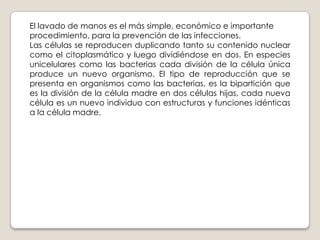 El lavado de manos es el más simple, económico e importante
procedimiento, para la prevención de las infecciones.
Las células se reproducen duplicando tanto su contenido nuclear
como el citoplasmático y luego dividiéndose en dos. En especies
unicelulares como las bacterias cada división de la célula única
produce un nuevo organismo. El tipo de reproducción que se
presenta en organismos como las bacterias, es la bipartición que
es la división de la célula madre en dos células hijas, cada nueva
célula es un nuevo individuo con estructuras y funciones idénticas
a la célula madre.

 