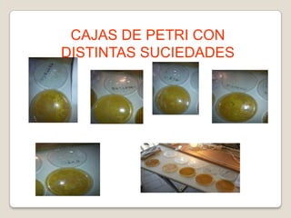 CAJAS DE PETRI CON
DISTINTAS SUCIEDADES

 