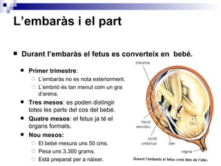 L’embaràs i el part

   Durant l’embaràs el fetus es converteix en bebé.

       Primer trimestre:
          L’embaràs ...