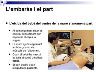 L’embaràs i el part

   L’eixida del bebé del ventre de la mare s’anomena part.

       Al començament l’úter es
       ...