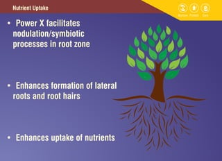 Power x- granules | PDF