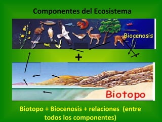 Componentes del Ecosistema + Biotopo + Biocenosis + relaciones  (entre todos los componentes) 