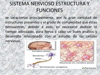 SISTEMA NERVIOSO ESTRUCTURA Y
FUNCIONES
se caracteriza principalmente, por la gran cantidad de
estructuras presentes y el grado de complejidad que éstas
demuestran, debido a esto, es necesario dedicar el
tiempo adecuado, para llerva a cabo un buen análisis y
desarrollo relacionado con al estudio de las células
nerviosas.
 