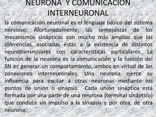 NEURONA Y COMUNICACIÓN
INTERNEURONAL
la comunicación neuronal es el lenguaje básico del sistema
nervioso. Afortunadamente, las semejanzas de los
mecanismos sinápticos son mucho más amplias que las
diferencias, asociadas éstas a la existencia de distintos
neurotransmisores con características particulares. La
función de la neurona es la comunicación y la función del
SN es generar un comportamiento, ambos en virtud de las
conexiones interneuronales. Una neurona ejerce su
influencia para excitar a otras neuronas mediante los
puntos de unión o sinapsis. Cada unión sináptica está
formada por una parte de una neurona (terminal sináptico)
que conduce un impulso a la sinapsis y por otra, de otra
neurona.
 