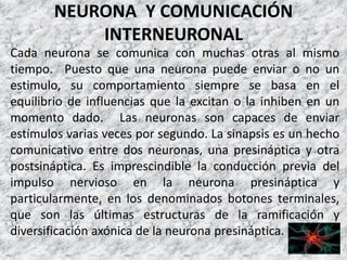 NEURONA Y COMUNICACIÓN
INTERNEURONAL
Cada neurona se comunica con muchas otras al mismo
tiempo. Puesto que una neurona puede enviar o no un
estimulo, su comportamiento siempre se basa en el
equilibrio de influencias que la excitan o la inhiben en un
momento dado. Las neuronas son capaces de enviar
estímulos varias veces por segundo. La sinapsis es un hecho
comunicativo entre dos neuronas, una presináptica y otra
postsináptica. Es imprescindible la conducción previa del
impulso nervioso en la neurona presináptica y
particularmente, en los denominados botones terminales,
que son las últimas estructuras de la ramificación y
diversificación axónica de la neurona presináptica.
 