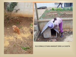 ELS CONILLS S’HAN AMAGAT DINS LA CASETA
 