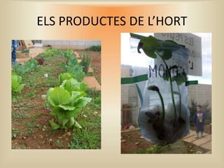 ELS PRODUCTES DE L’HORT
 
