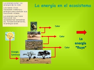 La energía en el ecosistema La energía  “ fluye” Energía  luminosa Calor Calor Calor 