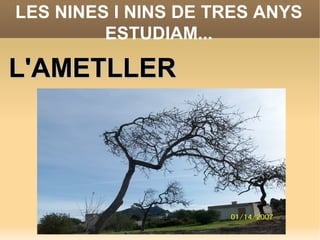 LES NINES I NINS DE TRES ANYS ESTUDIAM... L'AMETLLER 