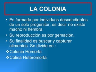 LA COLONIA Es formada por individuos descendientes de un solo progenitor, es decir no existe macho ni hembra. Su reproducción es por gemación.  Su finalidad es buscar y capturar alimentos. Se divide en : Colonia Homorfa Colina Heteromorfa 