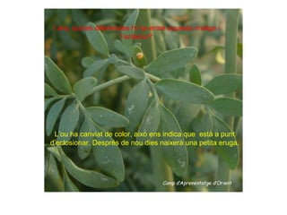 I ara, quines diferències hi ha entre
 I ara, quines diferències hi ha entre aquesta imatge i
                  aquesta imatge i l’anterior??
                        l’anterior?




       L’ou ha canviat de color, això ens indica que
         està a punt d’eclossionar. Després de nou
               dies naixerà una petita oruga.
 L’ou ha canviat de color, això ens indica que està a punt
d’eclosionar. Després de nou dies naixerà una petita eruga.
 
