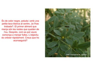 És de color negre, peluda i amb una
petita taca blanca al centre. Ja l’has
   trobada?. El primer aliment que
menja són les restes que queden de
  l’ou. Després, com es pot veure
 comença a menjar fulles. L’objectiu
és créixer ràpidament. Creus que ho
            aconseguirà?
 