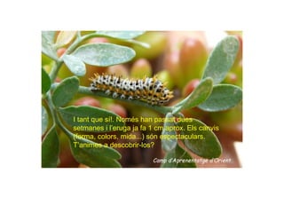 I tant que sí!. Només han passat dues
setmanes i l’eruga ja fa 1 cm aprox. Els canvis
(forma, colors, mida...) són espectaculars.
T’animes a descobrir-los?
 