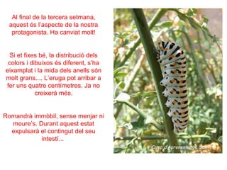 Al final de la tercera setmana,
 aquest és l’aspecte de la nostra
  protagonista. Ha canviat molt!


  Si et fixes bé, la distribució dels
 colors i dibuixos és diferent, s’ha
eixamplat i la mida dels anells són
molt grans.... L’eruga pot arribar a
fer uns quatre centímetres. Ja no
            creixerà més.


Romandrà immòbil, sense menjar ni
  moure’s. Durant aquest estat
  expulsarà el contingut del seu
            intestí...
 