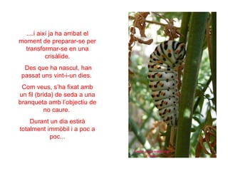 ....i així ja ha arribat el
moment de preparar-se per
  transformar-se en una
           crisàlide.
  Des que ha nascut, han
 passat uns vint-i-un dies.
 Com veus, s’ha fixat amb
un fil (brida) de seda a una
branqueta amb l’objectiu de
           no caure.
    Durant un dia estirà
totalment immòbil i a poc a
           poc...
 