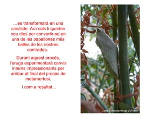 …es transformarà en una
crisàlide. Ara sols li queden
nou dies per convertir-se en
una de les papallones més
    belles de les nostres
         contrades.
     Durant aquest procés,
l’eruga experimentarà canvis
  interns impressionants per
 arribar al final del procés de
         metamorfosi.
      I com a resultat...
 