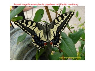 Aquest magnífic exemplar de papallona rei (Papilio machaon)
 