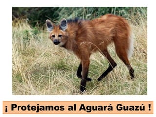 ¡ Protejamos al Aguará Guazú !
 