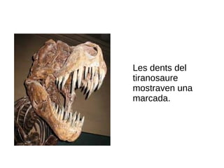 Les dents del
tiranosaure
mostraven una
marcada.
 