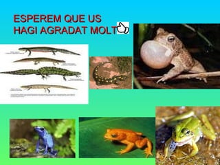 ESPEREM QUE USESPEREM QUE US
HAGI AGRADAT MOLT!HAGI AGRADAT MOLT!
 