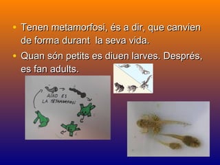 • Tenen metamorfosi, és a dir, que canvienTenen metamorfosi, és a dir, que canvien
de forma durant la seva vida.de forma durant la seva vida.
• Quan són petits es diuen larves. Després,Quan són petits es diuen larves. Després,
es fan adults.es fan adults.
 