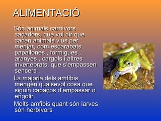 ALIMENTACIÓALIMENTACIÓ
Són animals carnívorsSón animals carnívors
caçadors, que vol dir quecaçadors, que vol dir que
cacen animals vius percacen animals vius per
menjar, com escarabats,menjar, com escarabats,
papallones , formigues ,papallones , formigues ,
aranyes , cargols i altresaranyes , cargols i altres
invertebrats, que s’empasseninvertebrats, que s’empassen
sencers .sencers .
La majoria dels amfíbisLa majoria dels amfíbis
mengen qualsevol cosa quemengen qualsevol cosa que
siguin capaços d’empassar osiguin capaços d’empassar o
engolir.engolir.
Molts amfibis quant són larvesMolts amfibis quant són larves
són herbívorssón herbívors
 